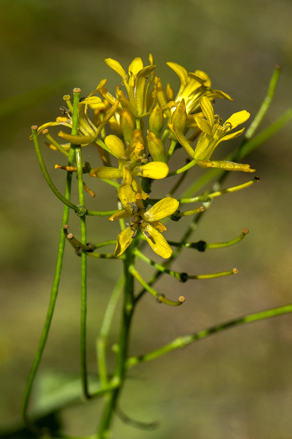 Image of Sisymbrium strictissimum specimen.