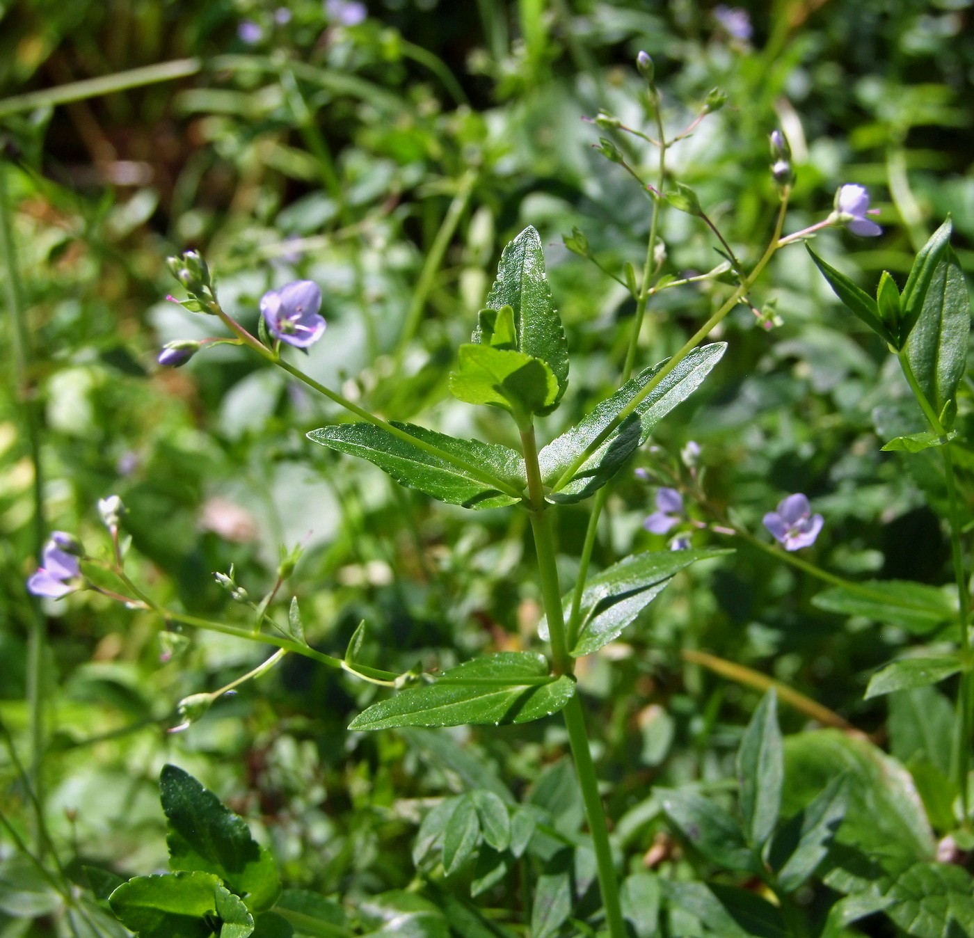 Image of Veronica americana specimen.