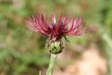 Centaurea pseudaxillaris