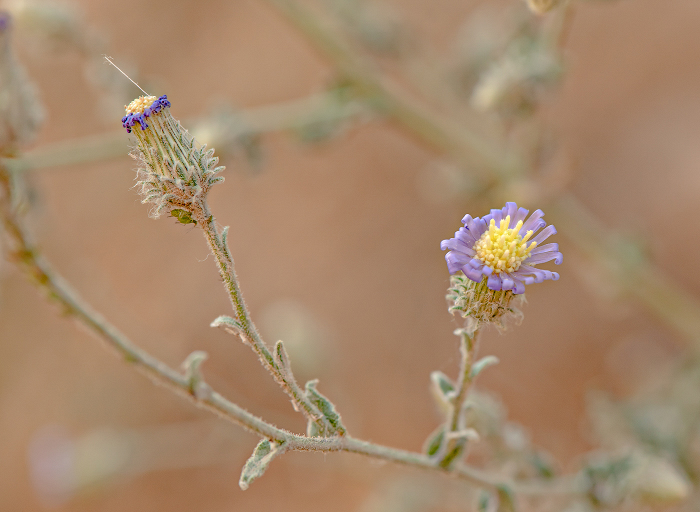 Изображение особи Lachnophyllum gossypinum.