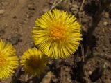 Tussilago farfara