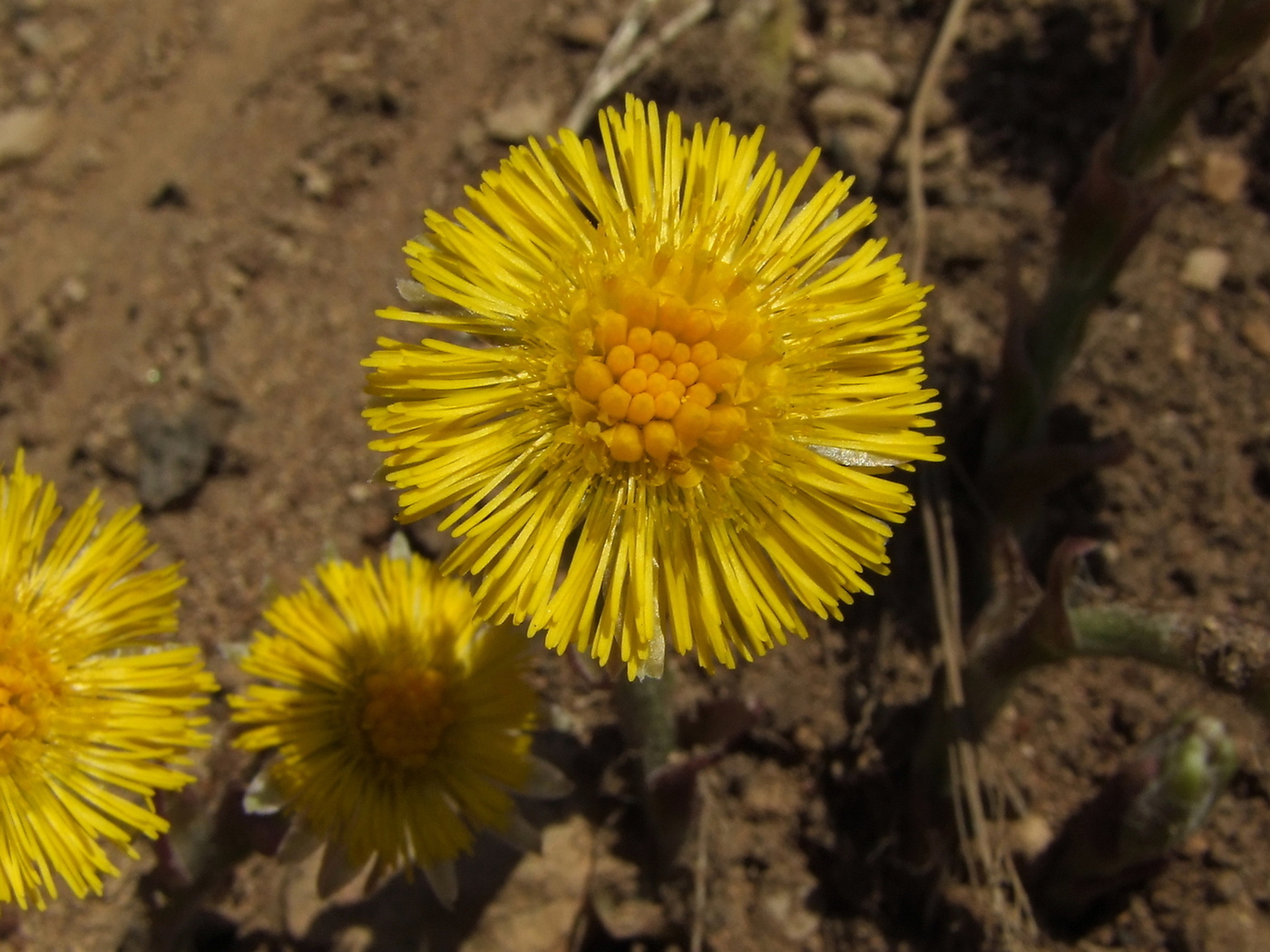 Image of Tussilago farfara specimen.