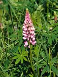 Lupinus polyphyllus