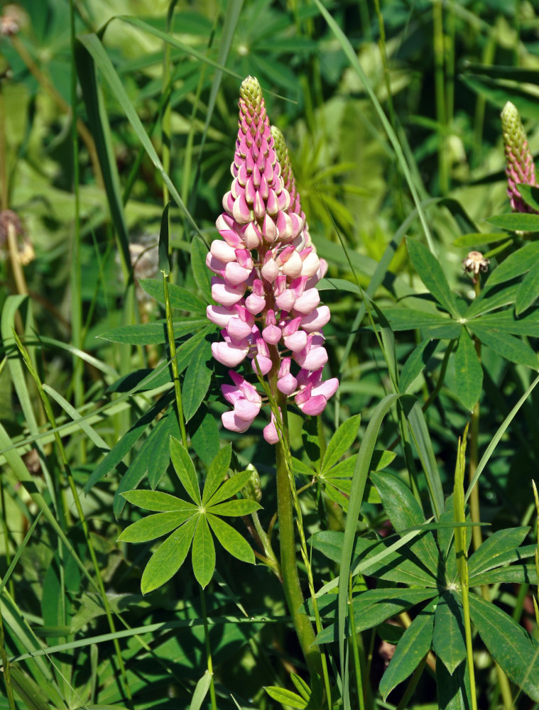 Изображение особи Lupinus polyphyllus.