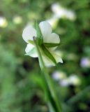 Viola arvensis. Цветок (вид со стороны чашелистиков). Украина, Волынская обл., Ратновский р-н, юго-западные окрестности с. Окачево, левый берег р. Припять, огород. 28 июля 2010 г.