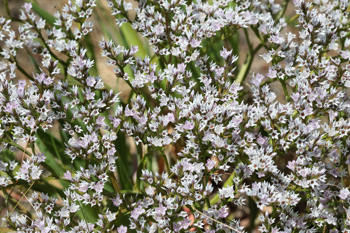 Image of Goniolimon tataricum specimen.