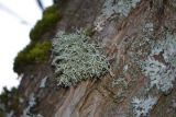 Evernia prunastri