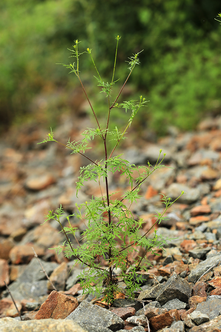 Image of Bidens parviflora specimen.