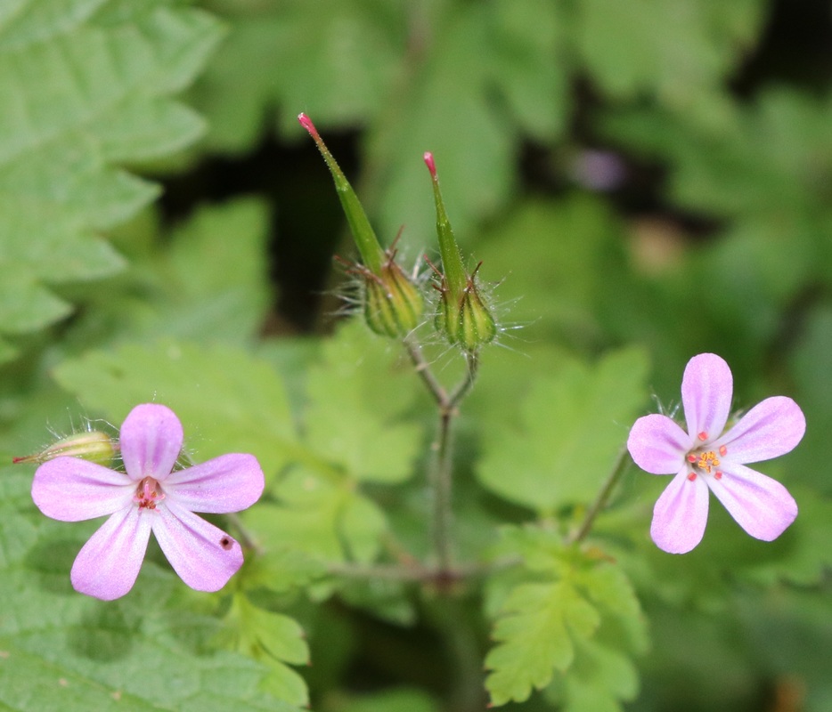 Изображение особи Geranium robertianum.