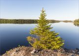 Picea obovata