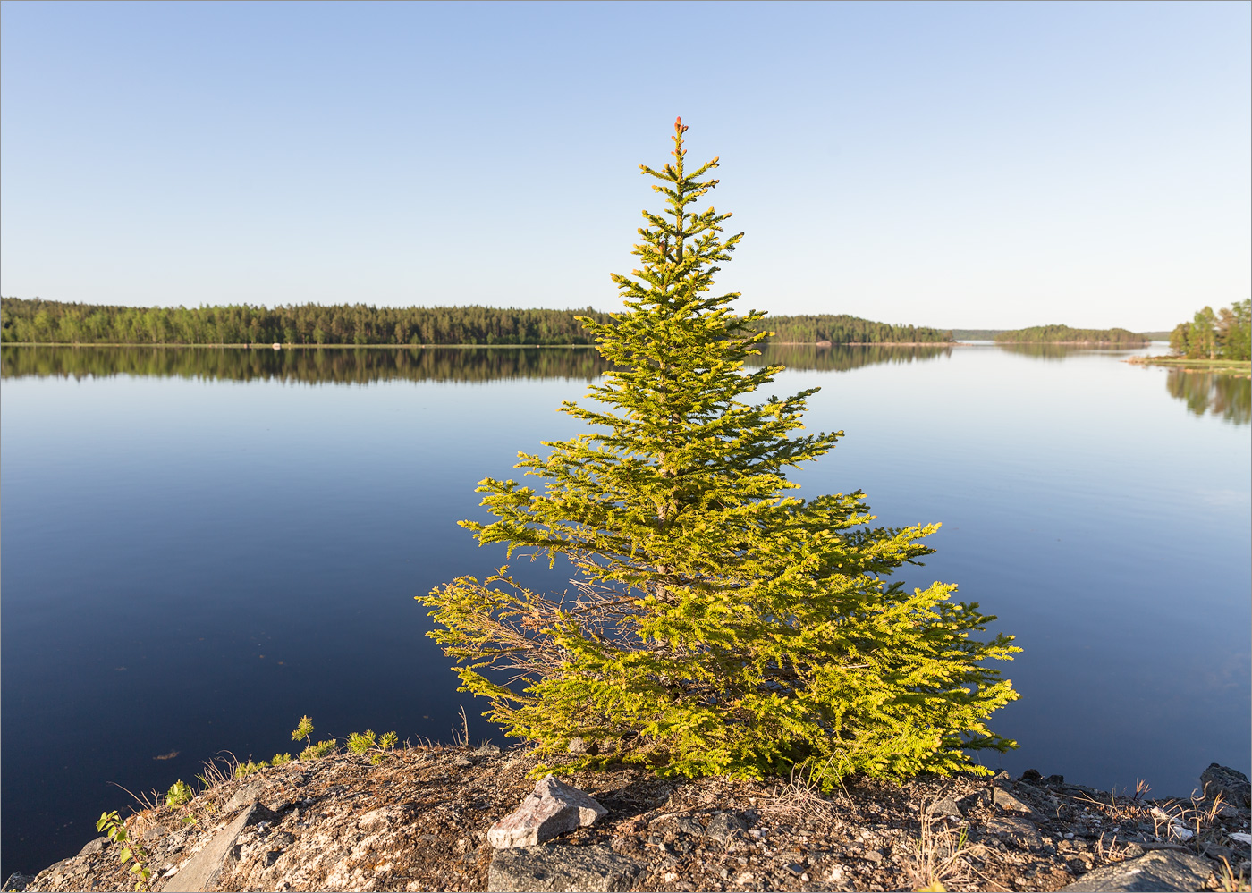 Image of Picea obovata specimen.