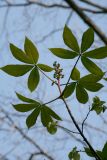 Aesculus flava