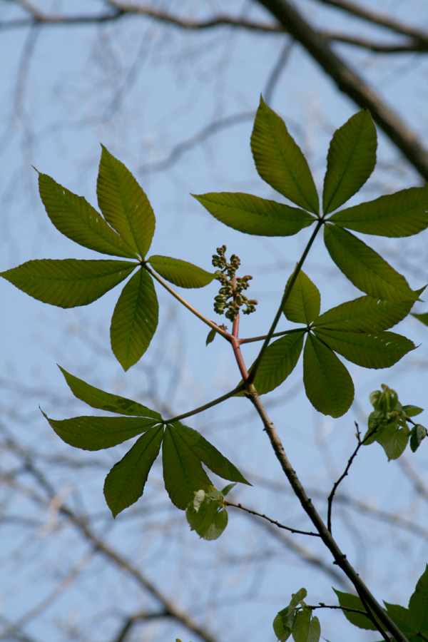 Изображение особи Aesculus flava.
