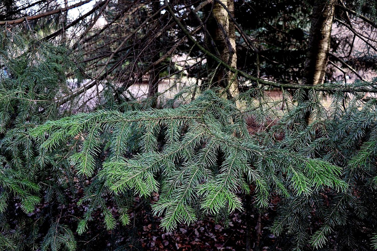 Изображение особи Abies semenovii.