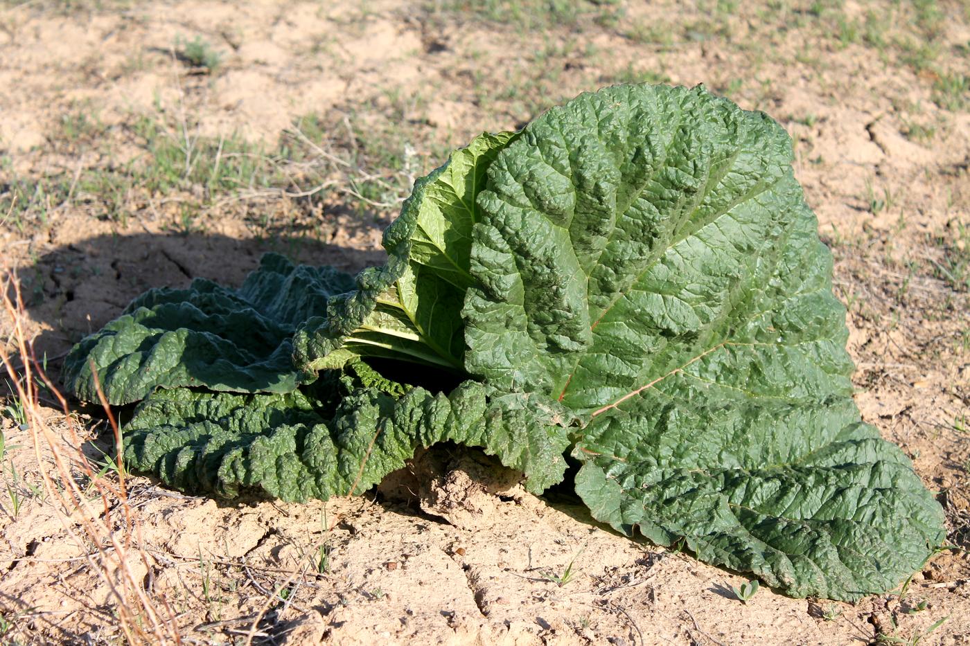 Image of Rheum tataricum specimen.