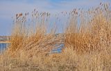 Phragmites australis. Сухие прошлогодние побеги с соплодиями. Волгоградская обл., Калачёвский р-н, южное побережье Береславского водохранилища, у воды. 16.04.2021.
