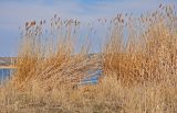 Phragmites australis