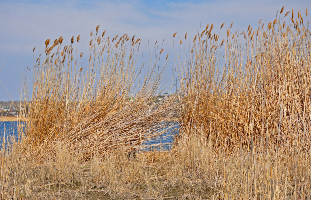 Image of Phragmites australis specimen.