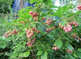 Enkianthus campanulatus
