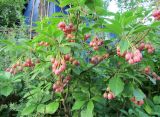 Enkianthus campanulatus