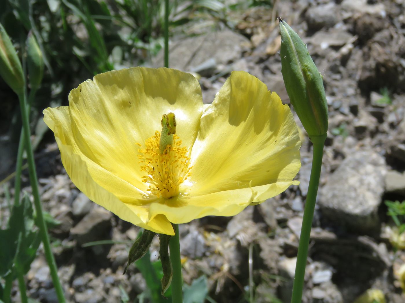 Image of Glaucium fimbrilligerum specimen.