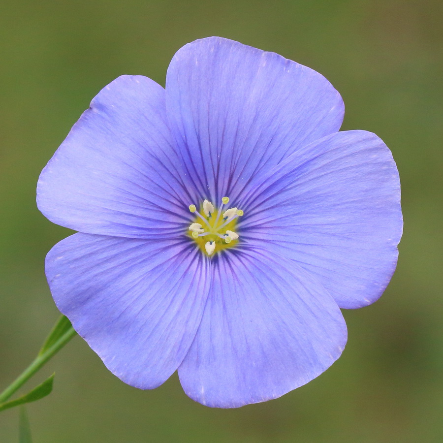 Изображение особи Linum austriacum.