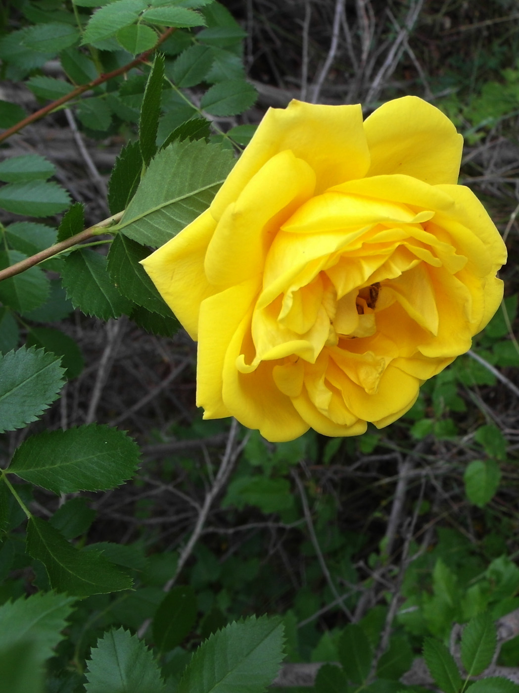 Image of Rosa foetida specimen.