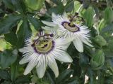 Passiflora caerulea. Цветки и бутоны растения на ограде вокруг дома. Краснодарский край, Сочи, Адлер, рядом с аэропортом. 30.05.2007.