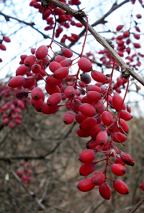 Image of Berberis vulgaris specimen.