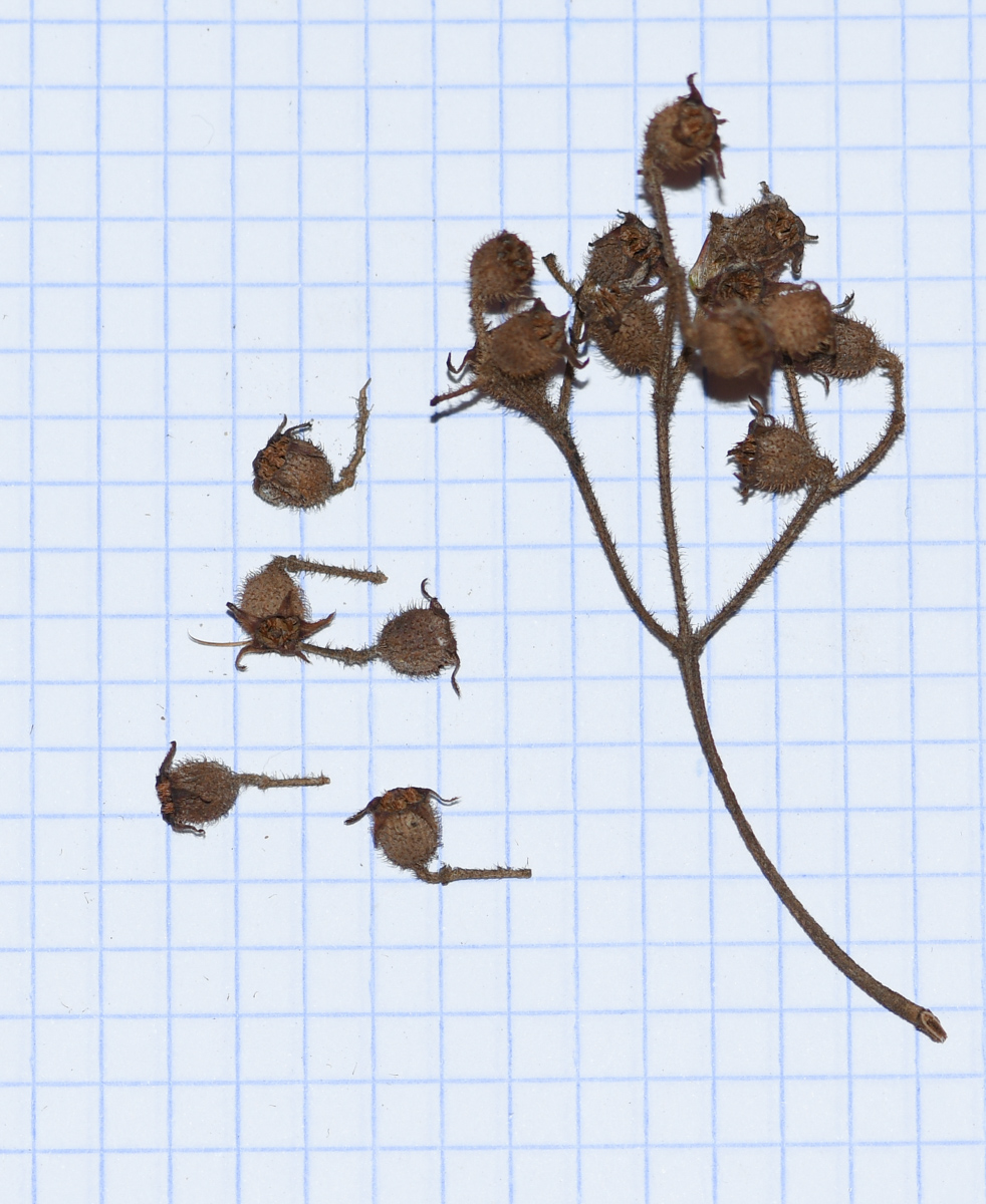 Image of familia Melastomataceae specimen.