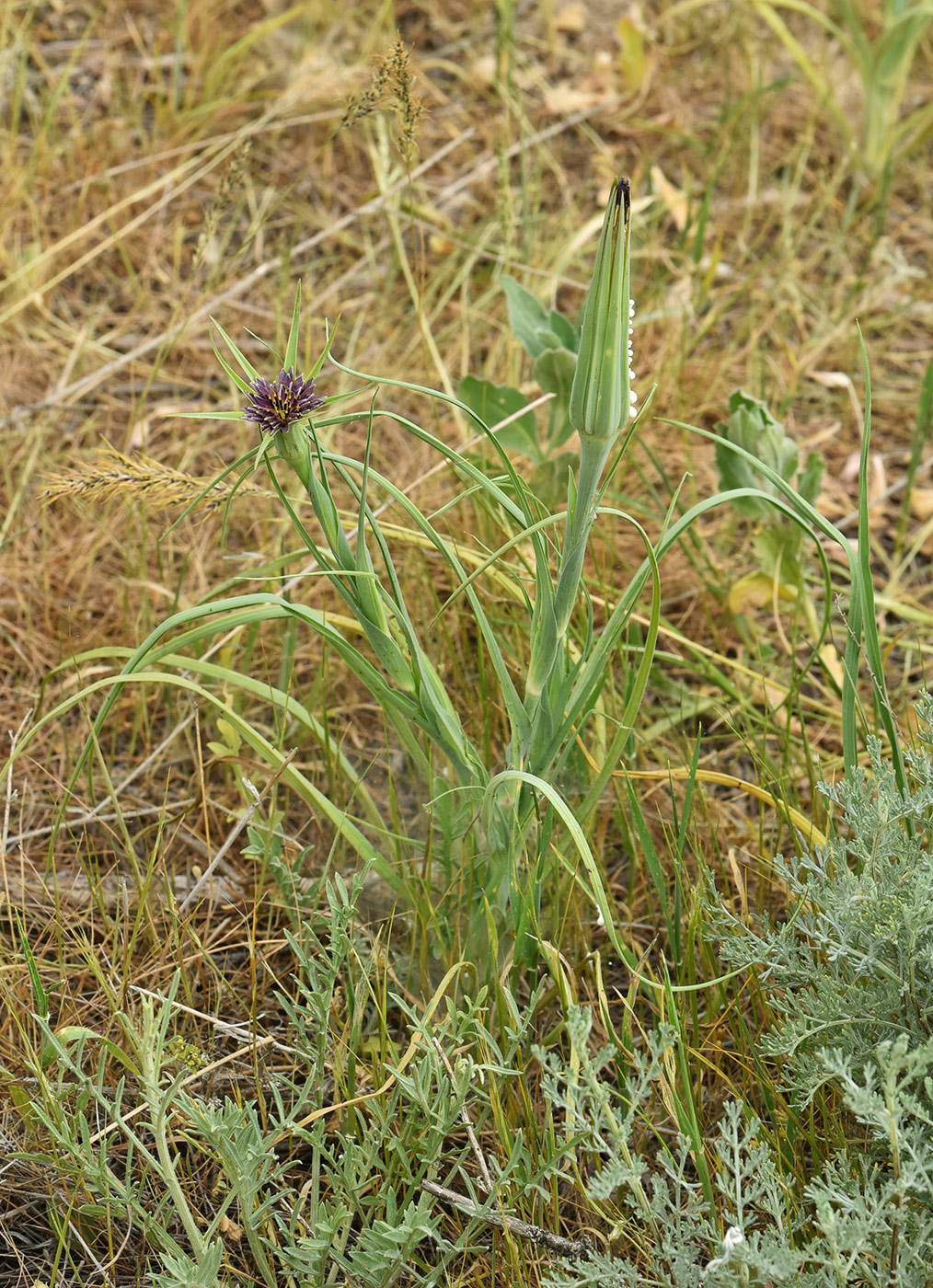 Image of Tragopogon krascheninnikovii specimen.