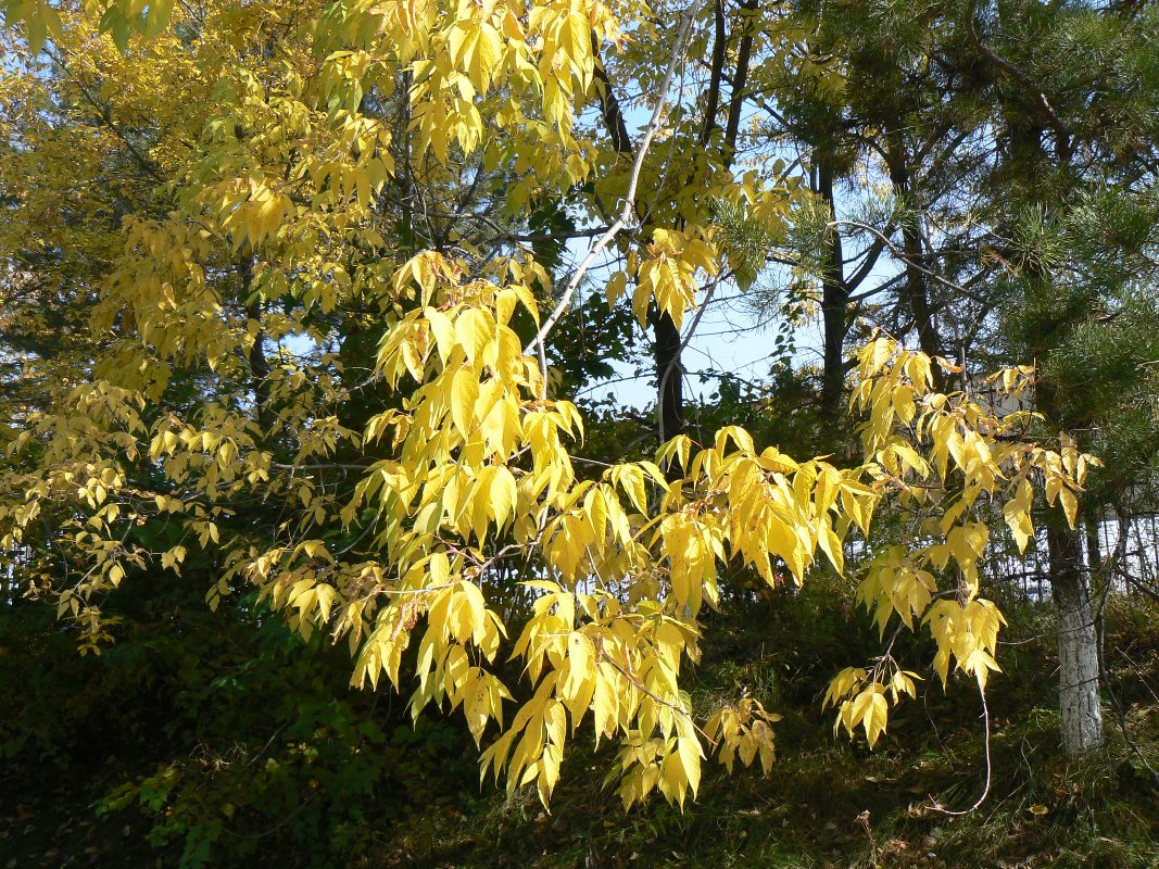 Image of Acer negundo specimen.