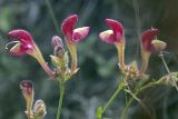 Scutellaria glabrata