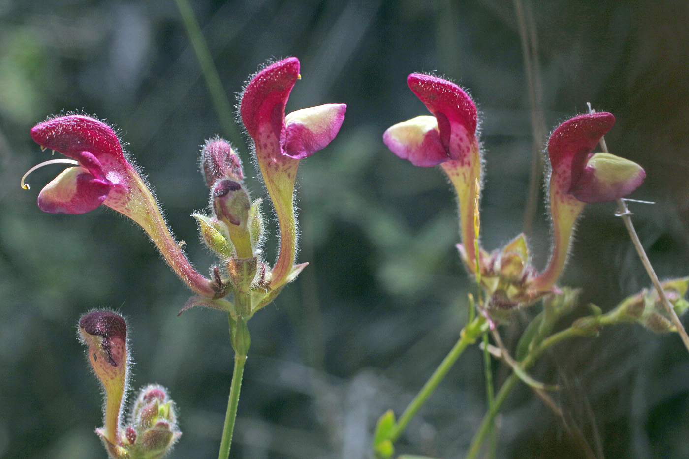 Изображение особи Scutellaria glabrata.