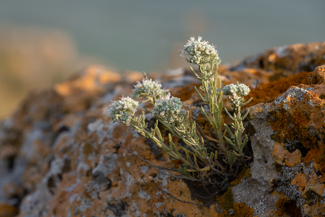 Изображение особи Teucrium capitatum.