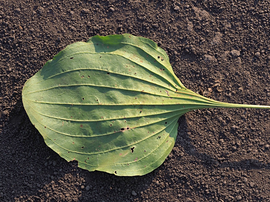 Image of Plantago maxima specimen.