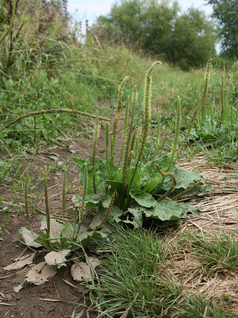 Изображение особи Plantago major.