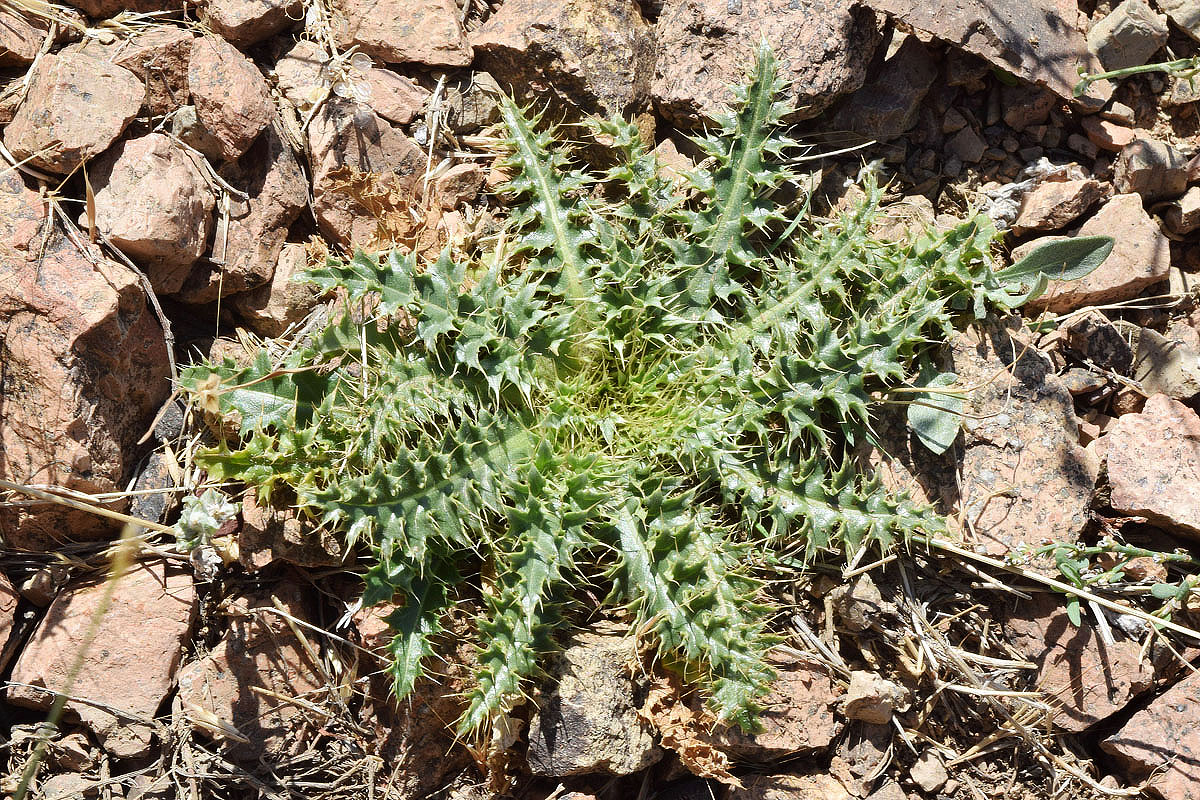 Изображение особи Carduus coloratus.