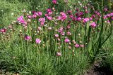 Armeria maritima