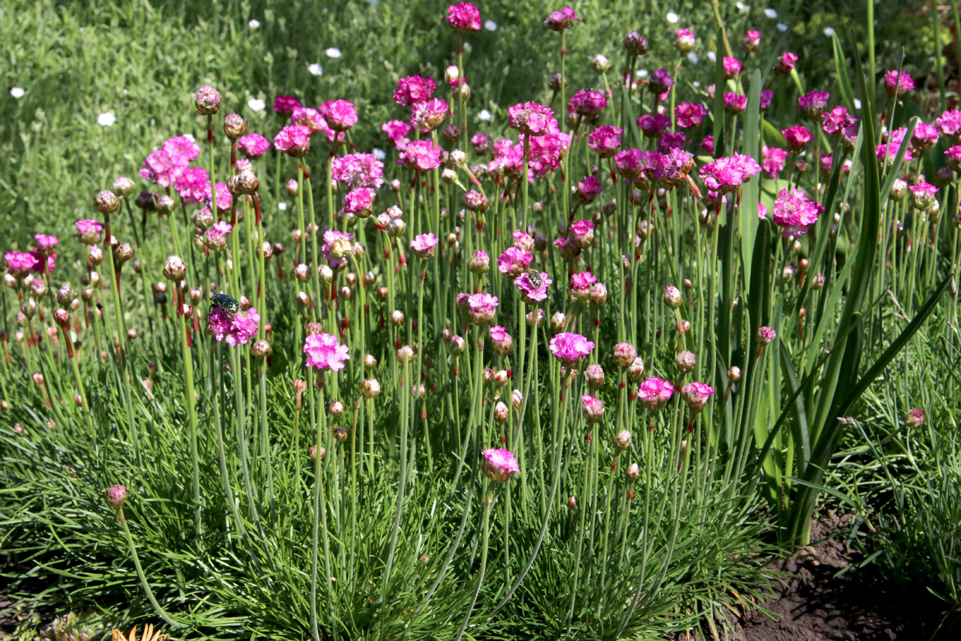 Изображение особи Armeria maritima.