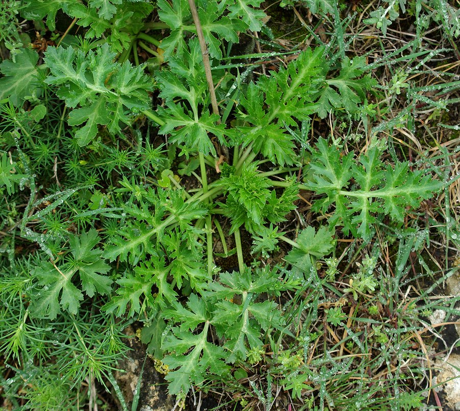 Image of Eryngium caeruleum specimen.