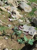 Corydalis popovii