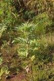Artemisia vulgaris. Вегетирующее растение. Костромская обл., Кологривский р-н, левый берег реки Унжа напротив устья реки Вига, нижняя часть оползня. 5 сентября 2020 г.