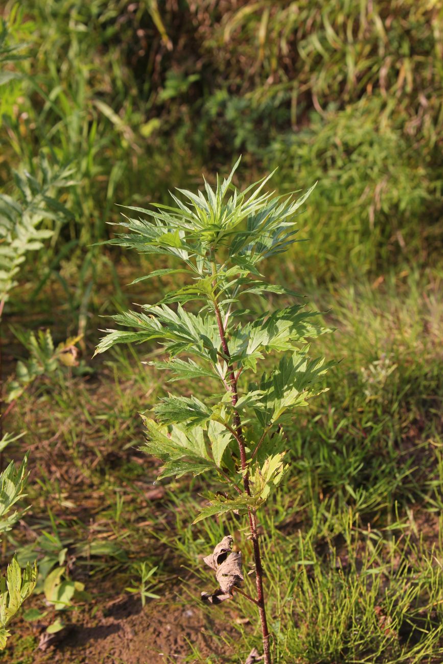 Image of Artemisia vulgaris specimen.