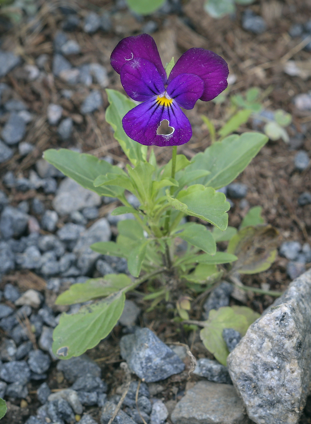 Изображение особи Viola tricolor.