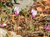 Cyclamen hederifolium подвид confusum. Цветущее растение. Греция, о-в Крит, ном Ханья (Νομός Χανίων), дим Киссамос (Κίσσαμος), окр. деревни Полириния (Πολυρρήνια), широколиственный лес вдоль русла временного водотока. 18 октября 2021 г.