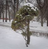 Picea glauca. Взрослое дерево. Москва, ВДНХ, в культуре. 05.01.2022.