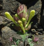 Scutellaria karjaginii