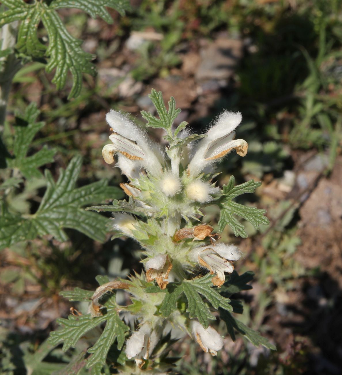 Image of Panzerina lanata specimen.