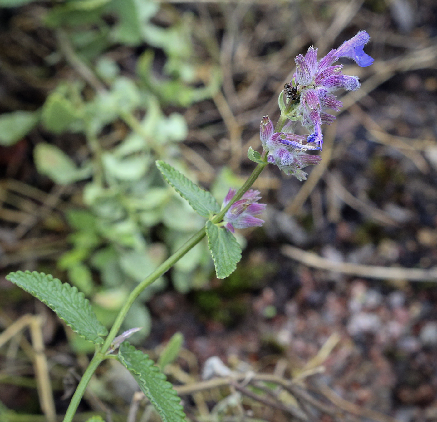 Image of Nepeta mussinii specimen.